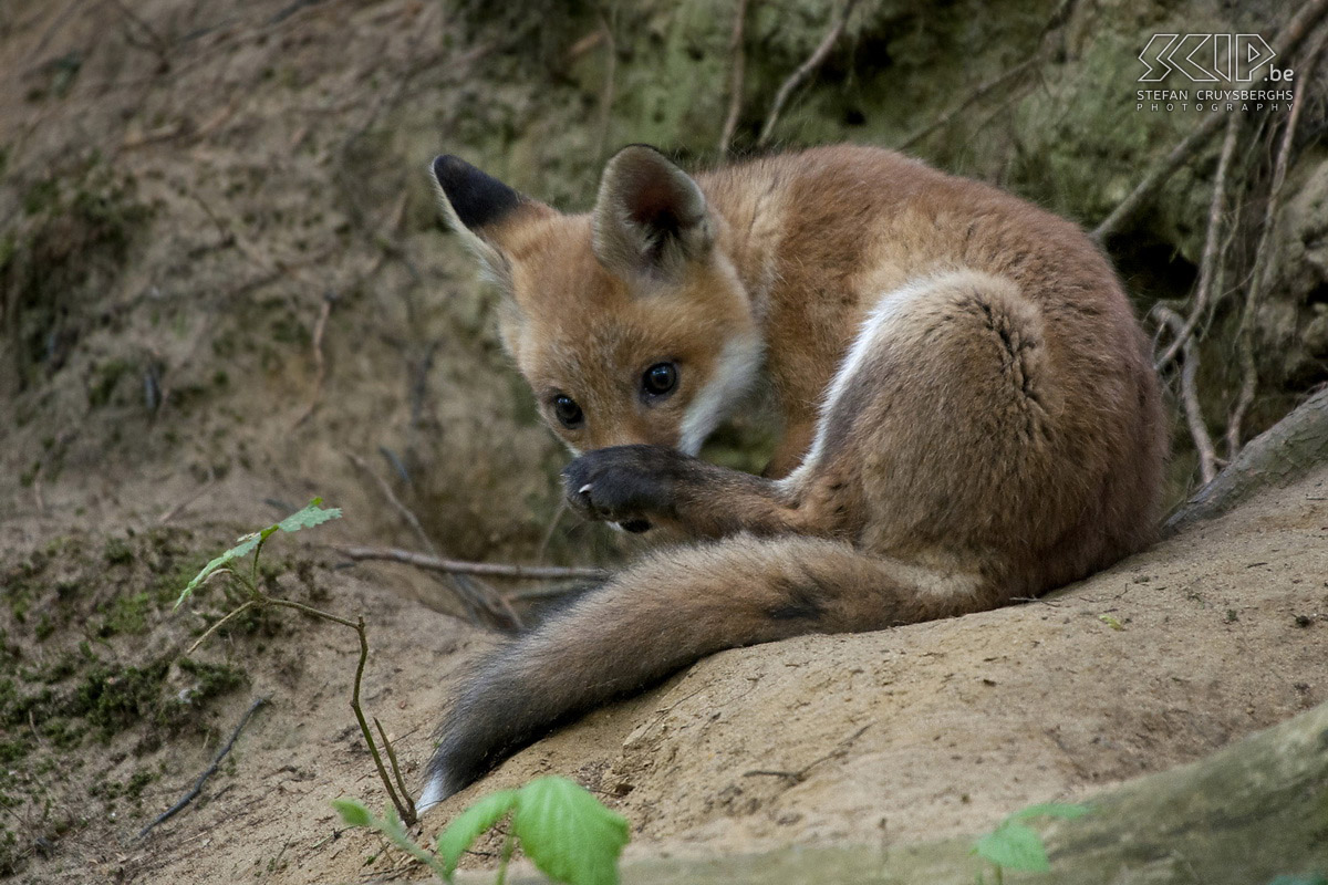 Jonge wilde dieren - Jonge vos Deze lente spendeerde ik heel wat tijd in de natuur en had ik enkele unieke kansen om jonge dieren en vogels te fotograferen. Hierbij dan ook enkele van m’n beste foto’s van een everzwijn biggetje, jonge bosuilen, een jonge bonte specht en een schattig jong vosje. Behalve de everzwijnen zijn alle dieren gefotografeerd in de vrije natuur in mijn thuisregio. Stefan Cruysberghs